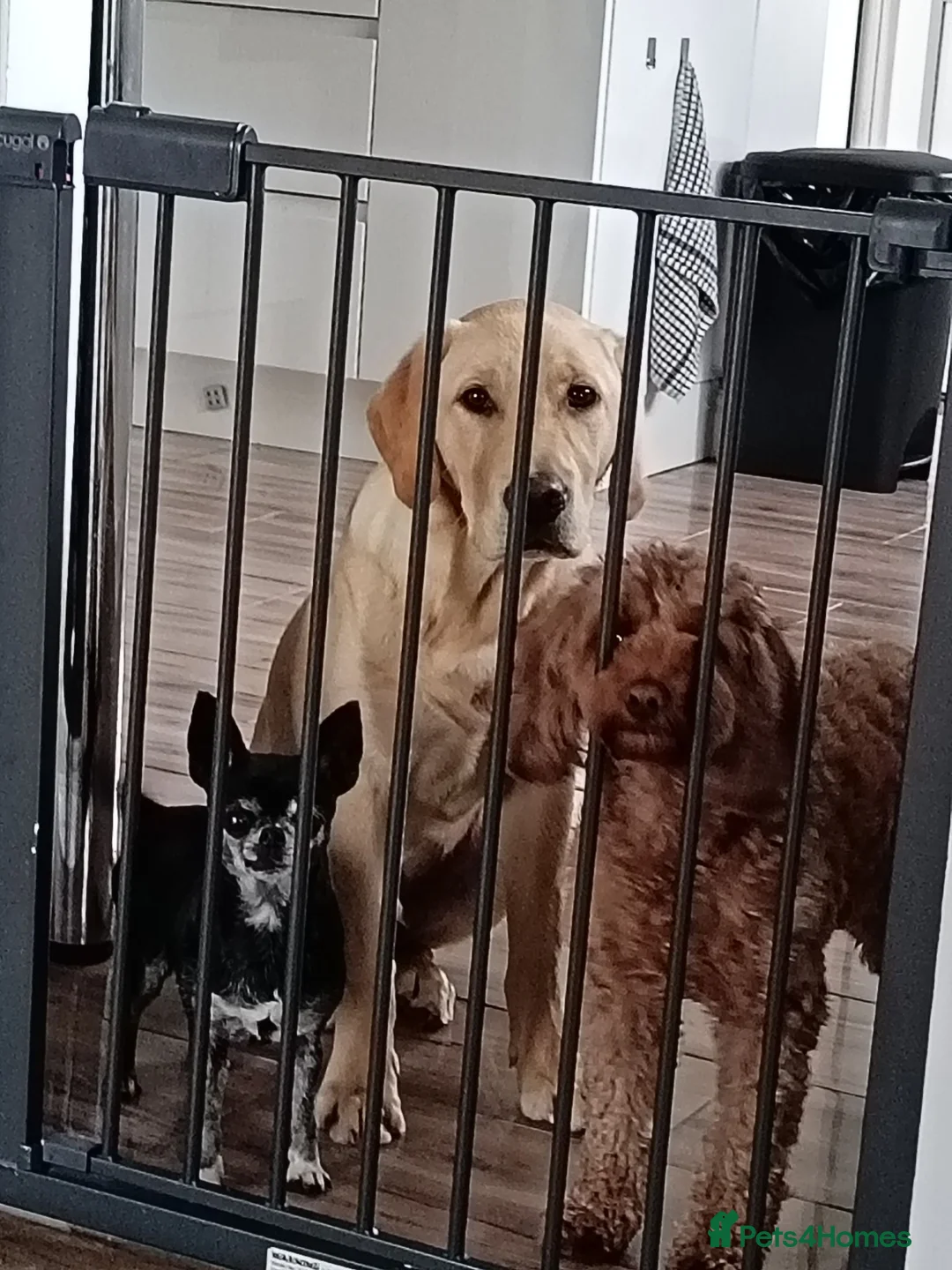 Labrador Retriever dogs for sale: 8 month old labrador Retriever  - Advert 2