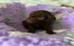Cockapoo dogs for sale: F2B Cockapoo’s - Image 3