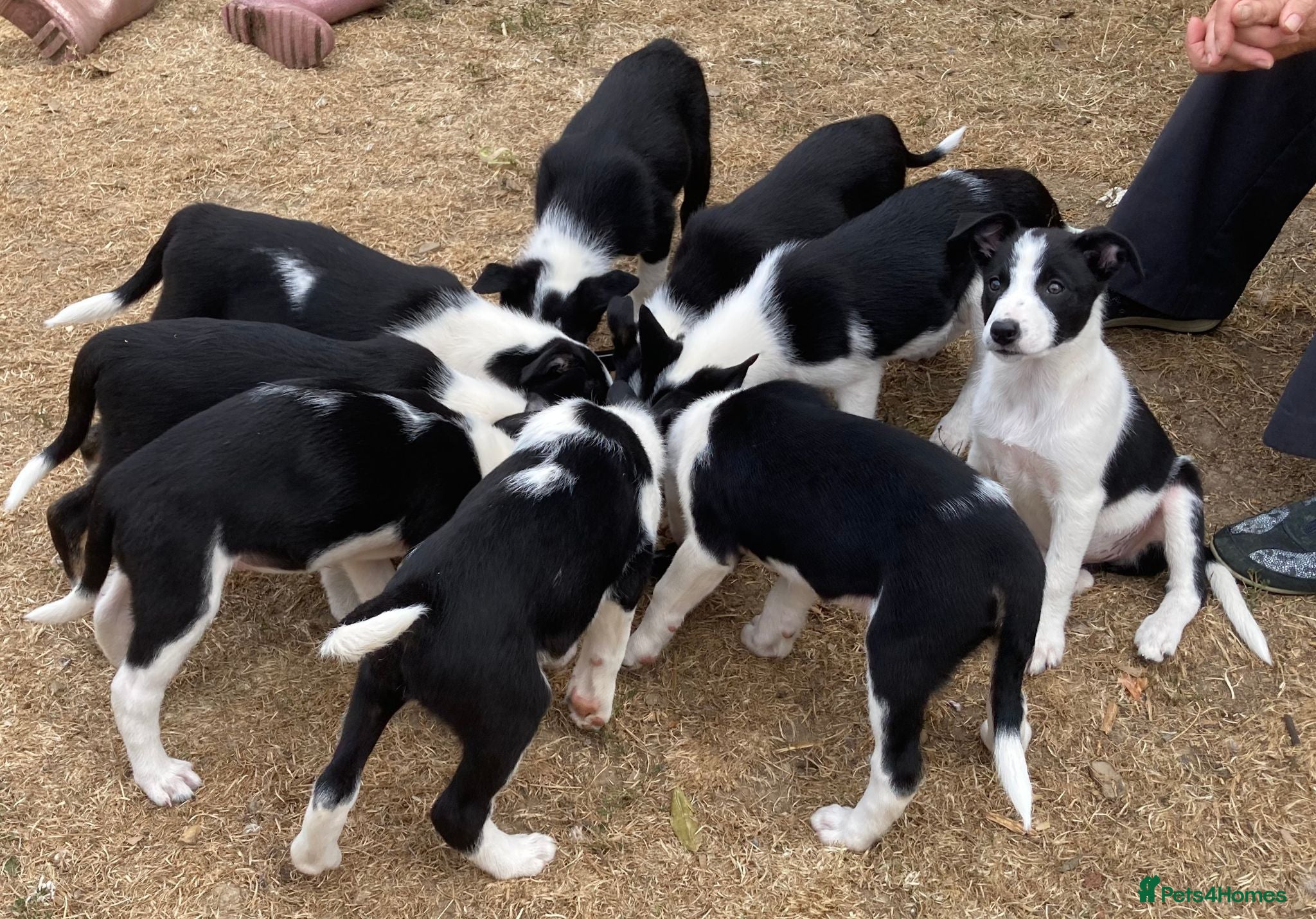 Border Collie dogs 5 Border Collie Puppies - Advert 16