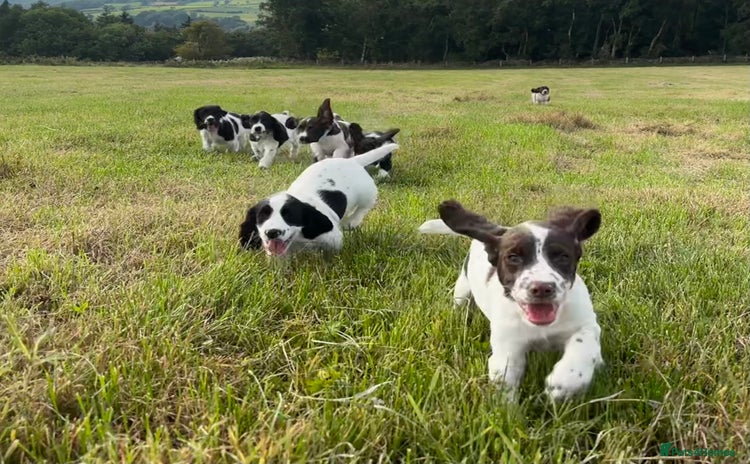 English Springer Spaniel dogs - Advert 1