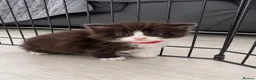 Persian cats for sale: Half Persian Kittens - Advert 17