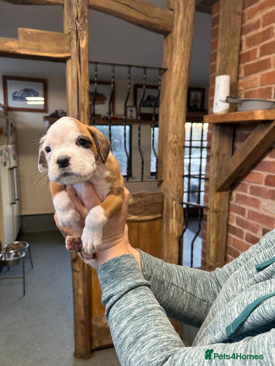 Boxer dogs for sale: kc registered bobtail girl still available - Advert 5