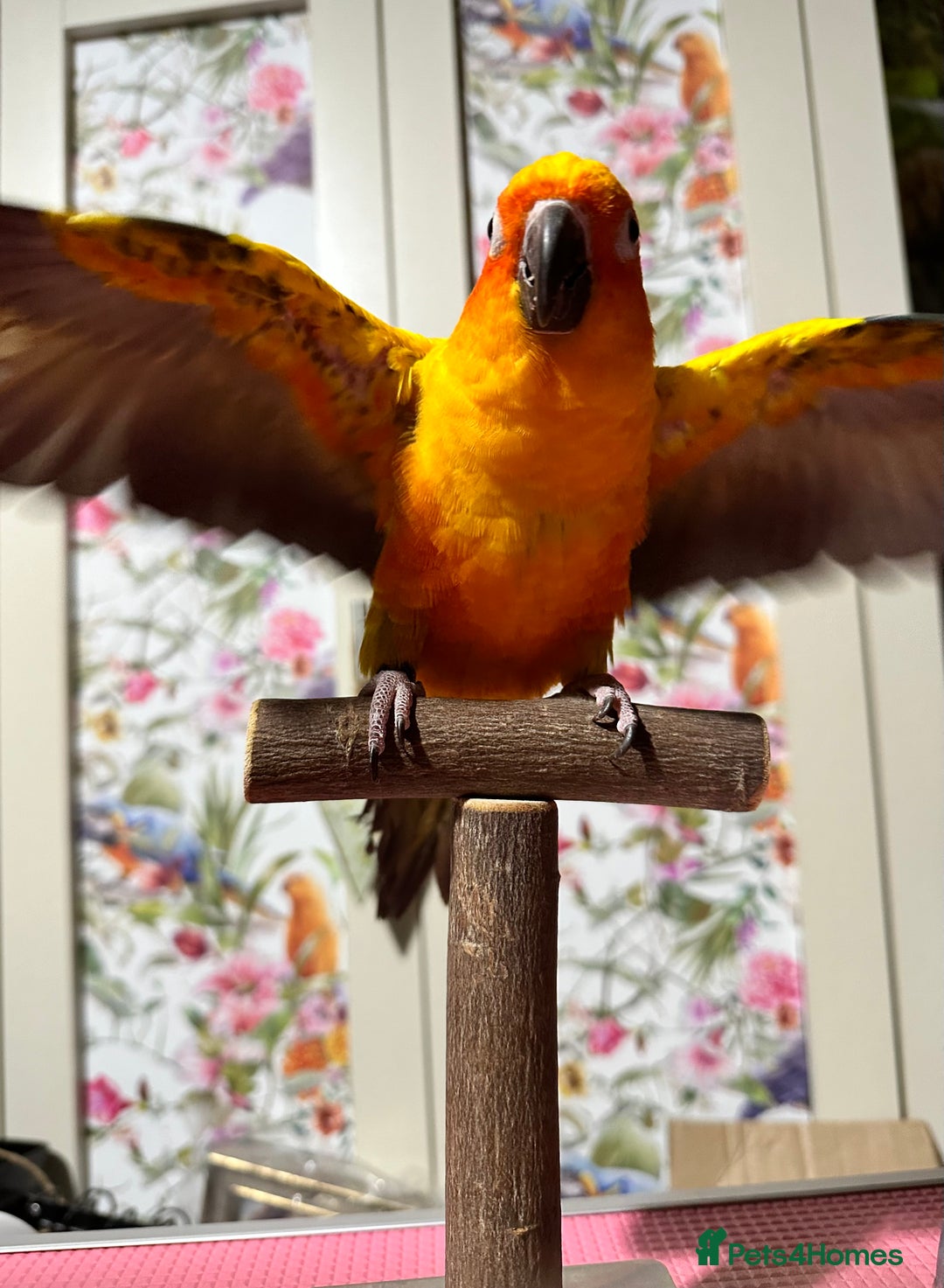 Conures birds for sale: Sun Conure pair  - Image 4