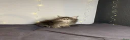 Maine Coon cats for sale: Georgeous Maine Coon kittens  - Advert 5