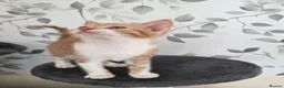 Mixed Breed cats for sale: Beautiful kittens looking for their forever homes  - Advert 25