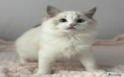 Ragdoll cats for sale: Playful Pedigree Ragdoll Kittens Available - Image 16