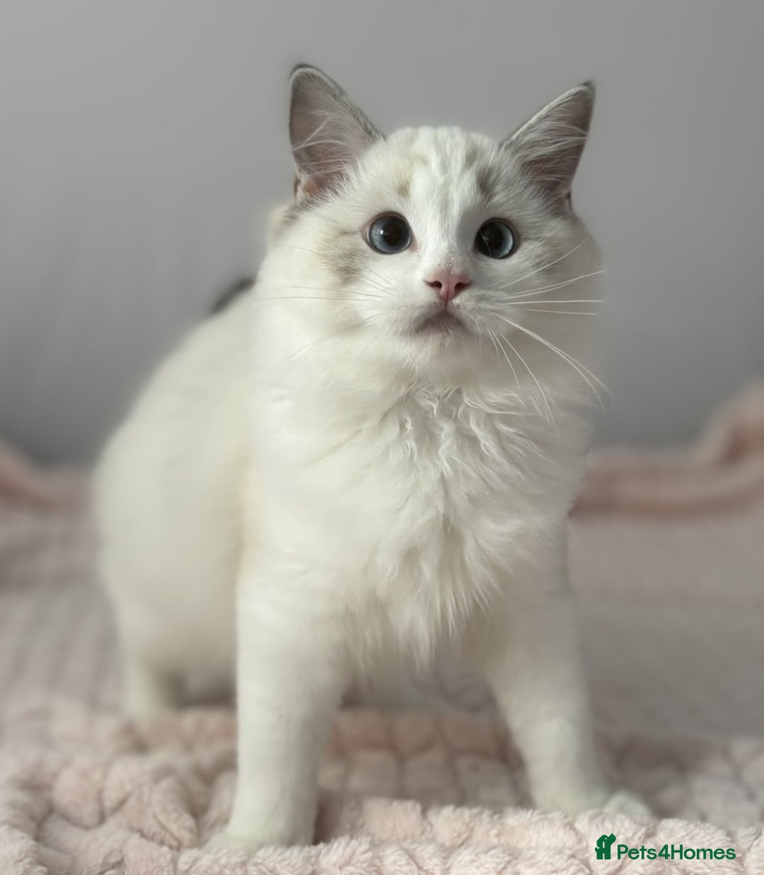 Ragdoll cats for sale: Playful Pedigree Ragdoll Kittens Available - Image 16