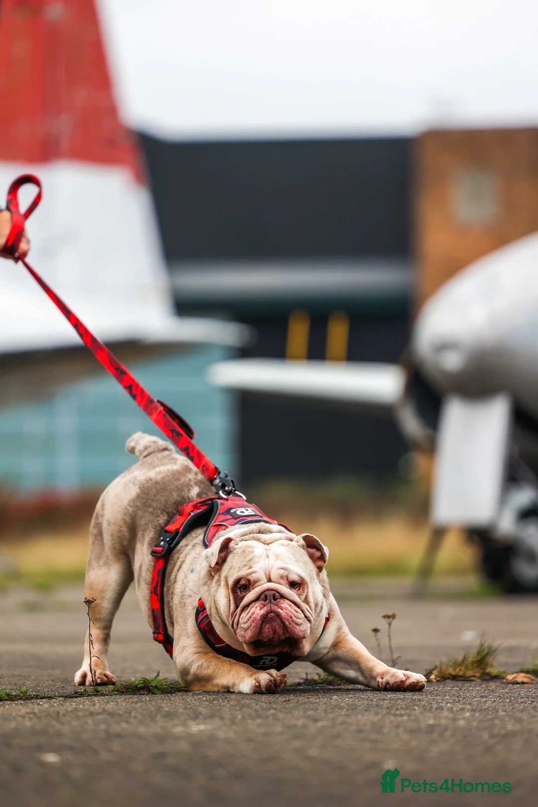 English Bulldog dogs for stud: Bulldog stud kc registered  - Advert 4