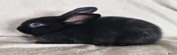 Mixed Breed rabbits for sale: 🩵 Mini lop X netherland dwarf x dutch - Advert 1