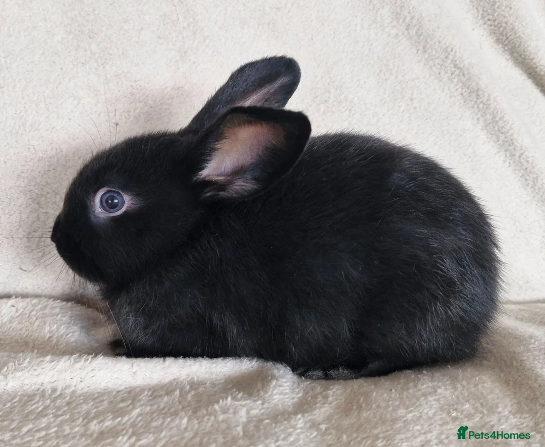 Mixed Breed rabbits for sale: 🩵 Mini lop X netherland dwarf x dutch - Advert 1