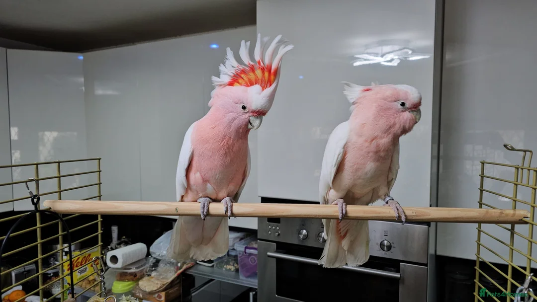 Cockatoo birds for sale: major mitchell cockatoo - Advert 7