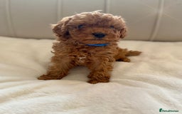 Cavapoochon dogs for sale: Premium Quality Teddy Toy Cavapoochons F1B - Advert 4