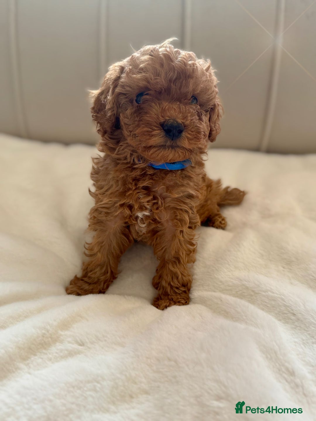 Cavapoochon dogs for sale: Premium Quality Teddy Toy Cavapoochons F1B - Advert 4