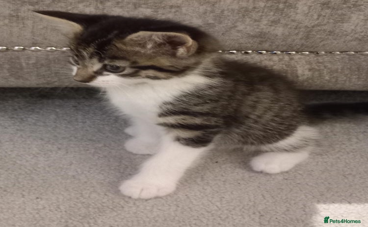 Mixed Breed cats for sale - Advert 1