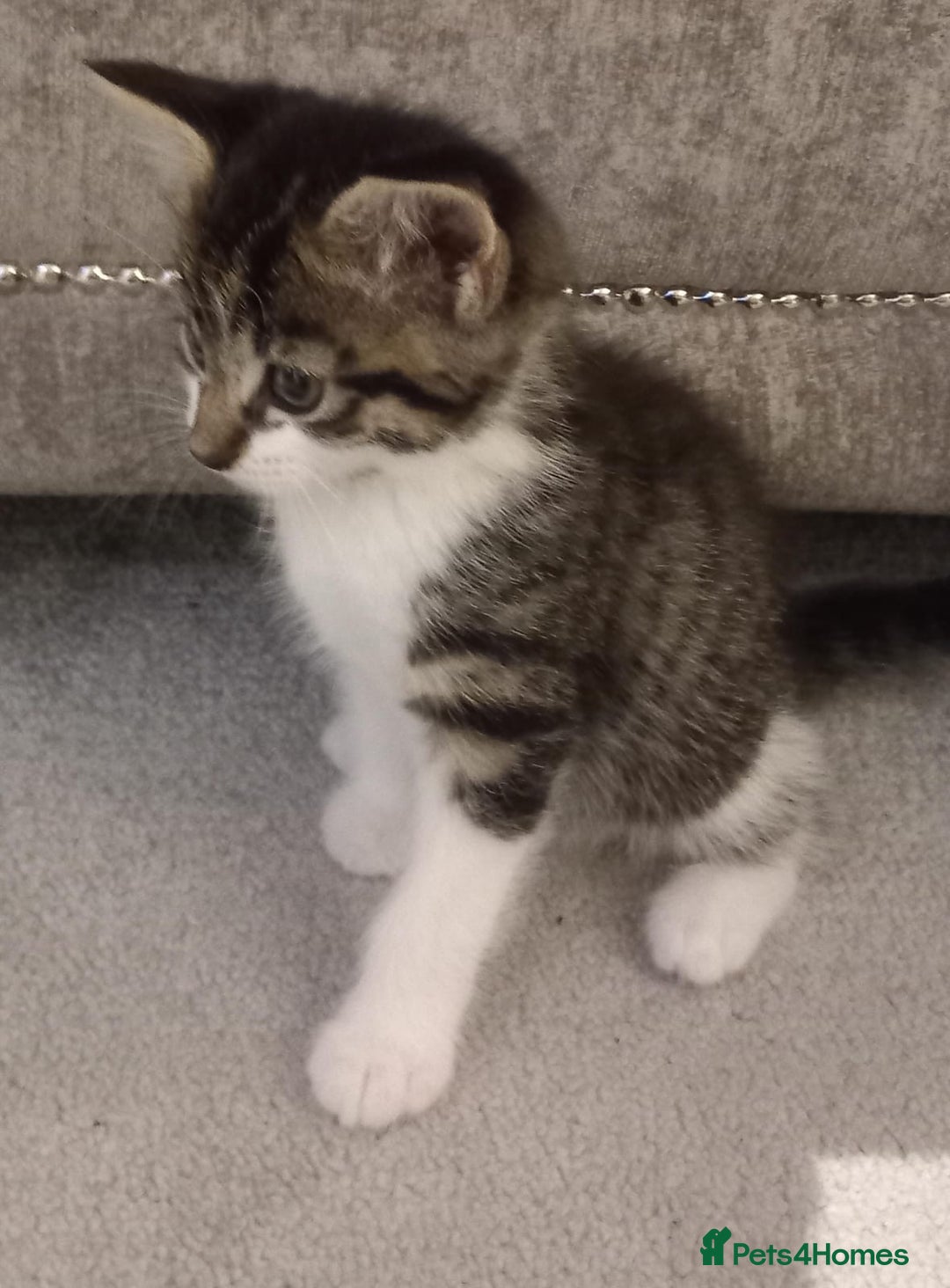 Mixed Breed cats for sale: Kittens for sale  - Image 1