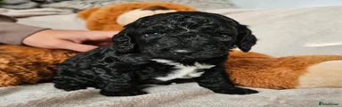Cockapoo curly girl
