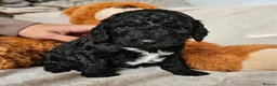 Cockapoo dogs for sale: Exceptional Cockapoos  in Lincoln - Advert 3