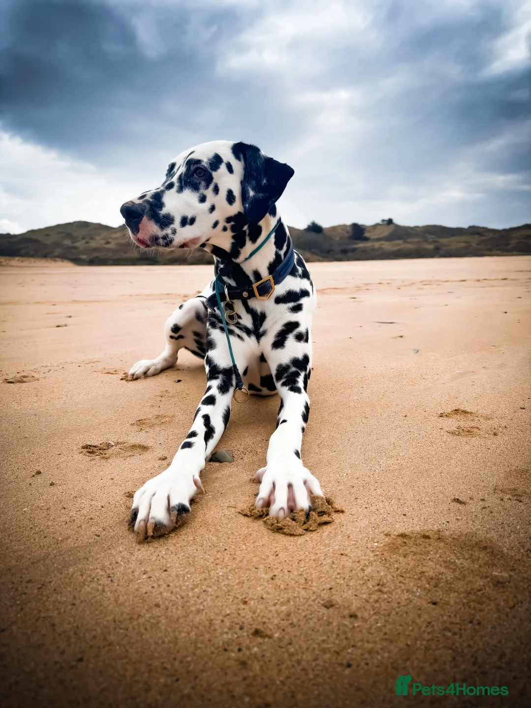 Dalmatian dogs for stud: KC Registered Dalmatain For Stud - Advert 9