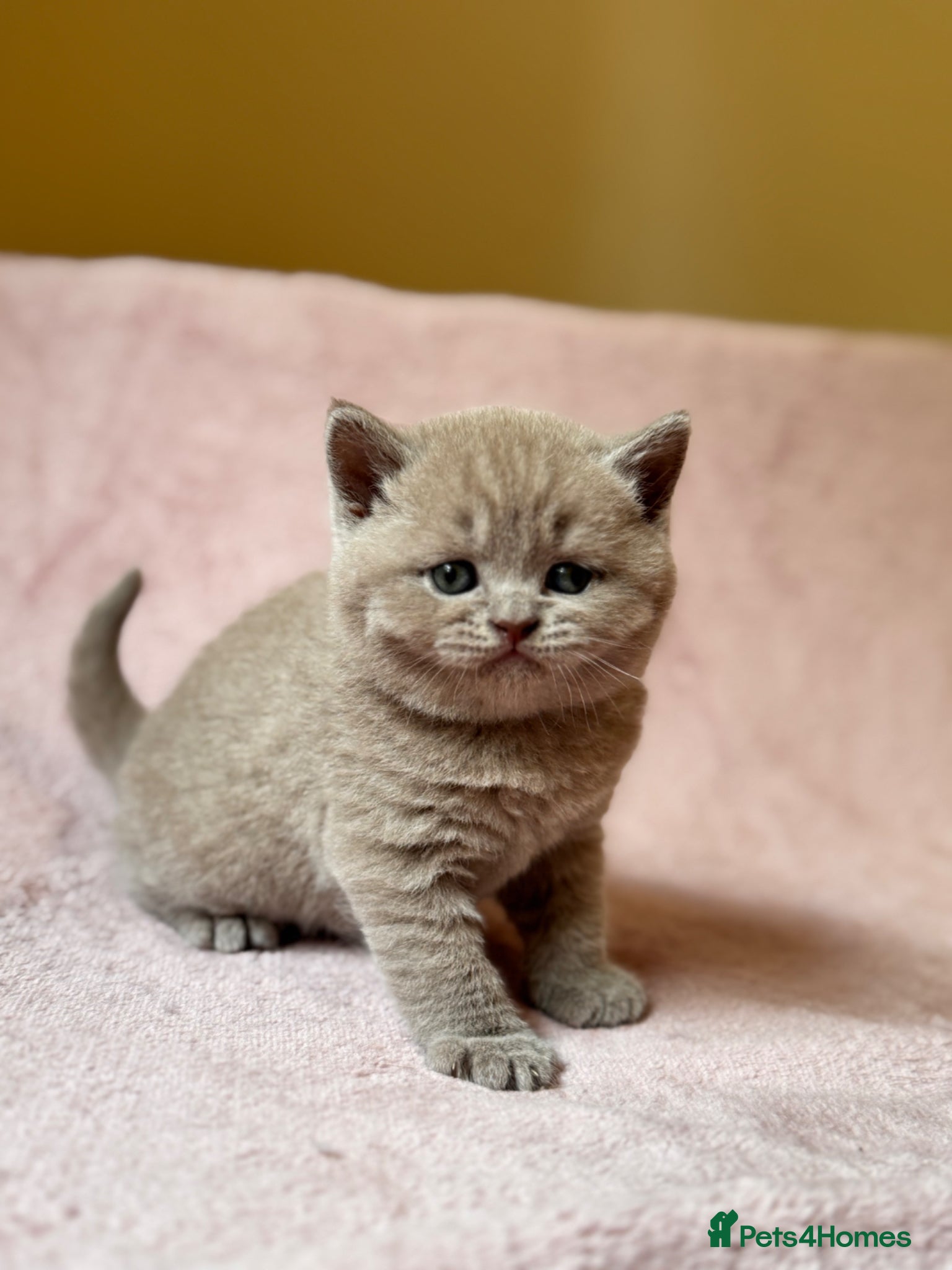 British Shorthair cats British Shorthair Kittens - Advert 1