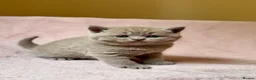 British Shorthair cats for sale: British Shorthair Kittens - Advert 7