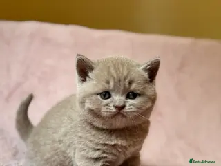 British Shorthair cats British Shorthair Kittens - Advert 1