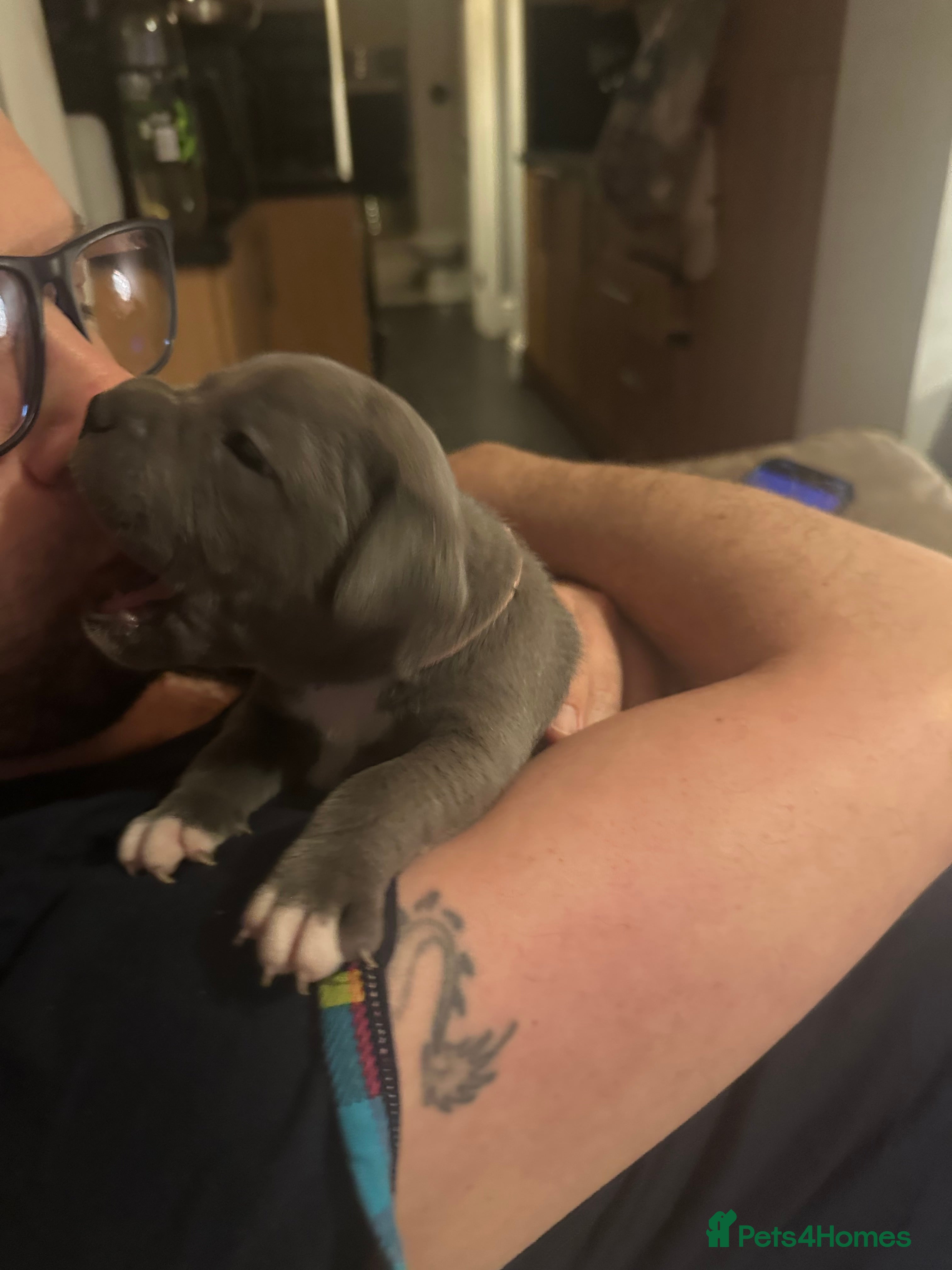 Staffordshire Bull Terrier dogs Litter of 7- last Girl left. - Advert 2