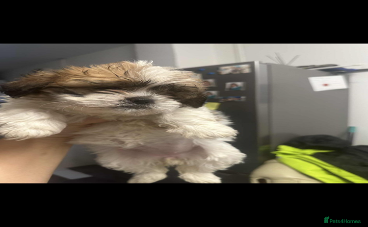 Shih Tzu dogs - Advert 15