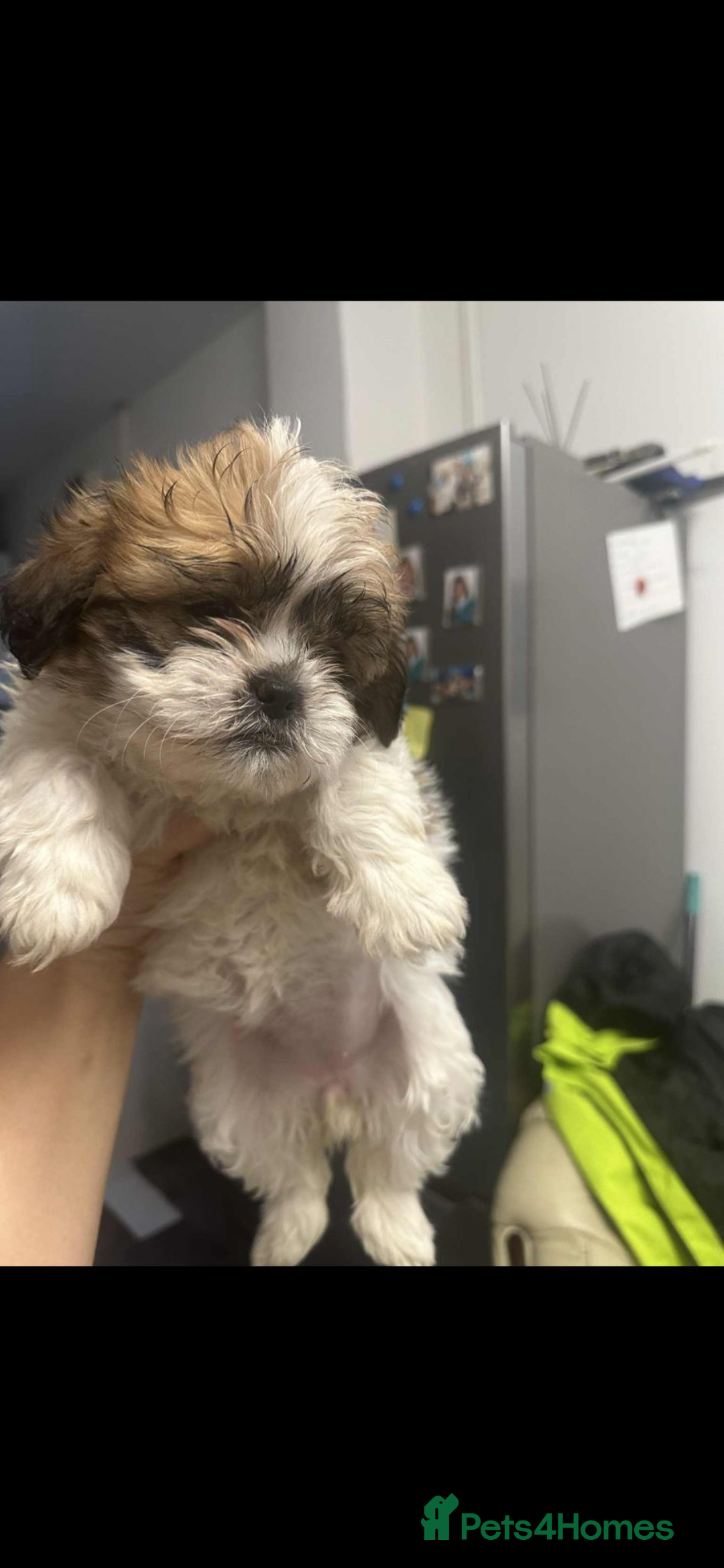 Shih Tzu dogs for sale: Shih Tzu puppies - Image 1