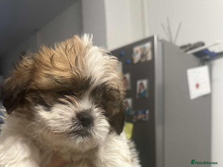 Shih Tzu dogs - Advert 1