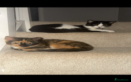 Mixed Breed cats for sale: Mother and daughter duo  - Image 2