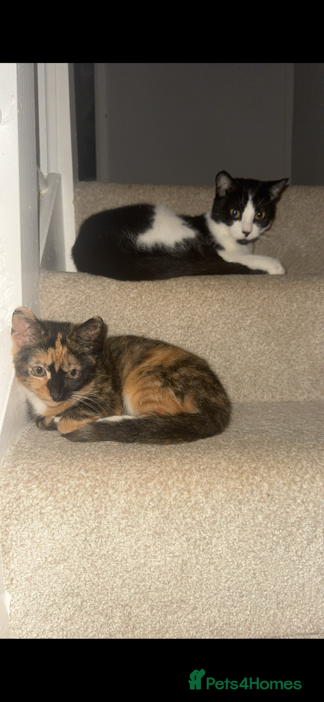 Mixed Breed cats for sale: Mother and daughter duo  - Image 2