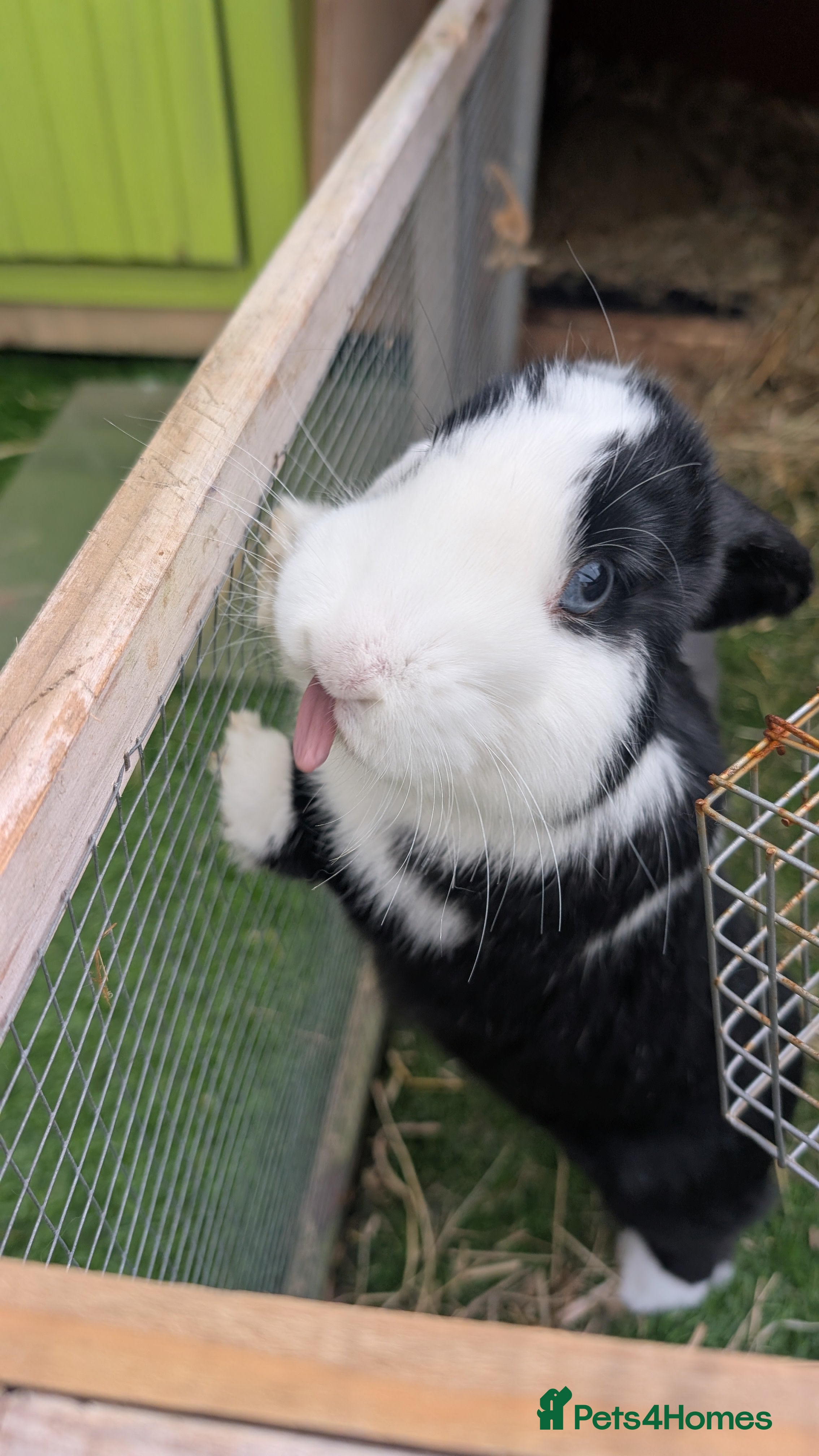 Dwarf Lop rabbits 2 female dwarf lops (spayed) - Advert 2
