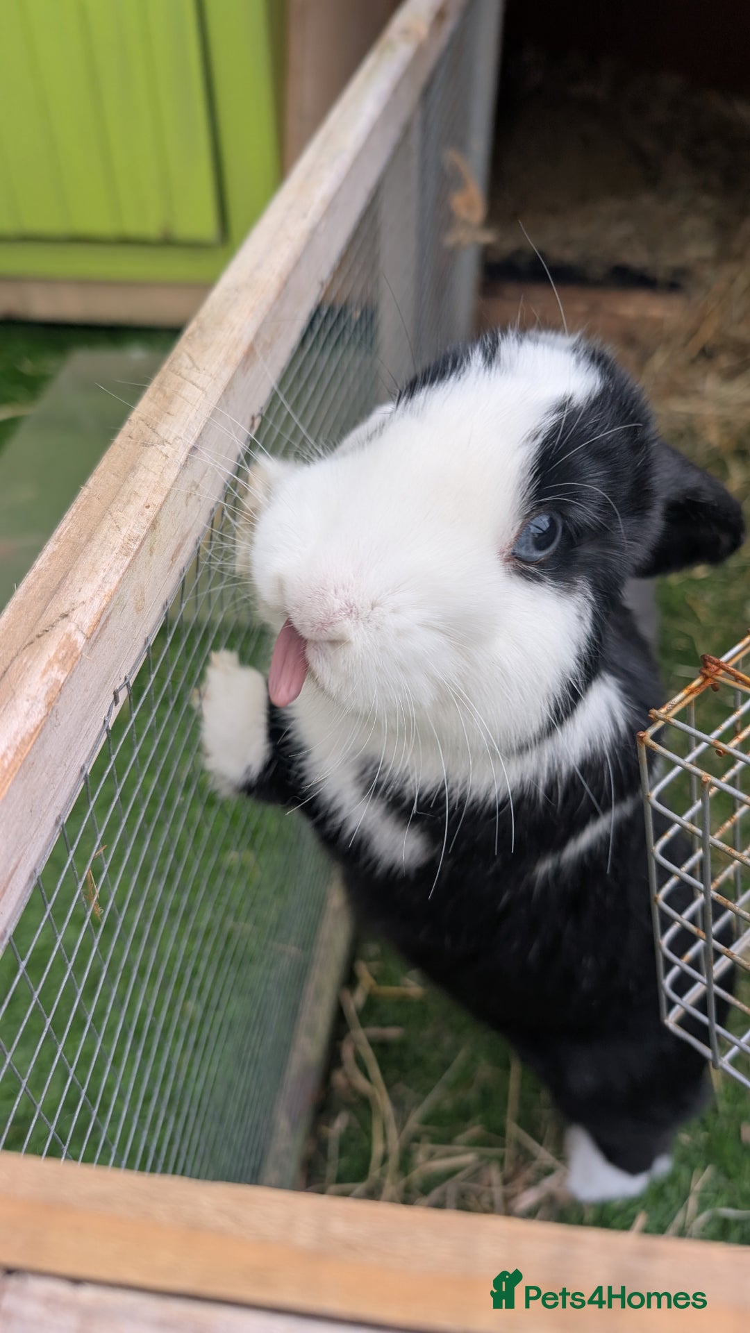Dwarf Lop rabbits for sale: 2 female dwarf lops (spayed) - Advert 1