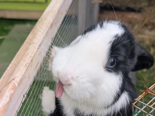 Dwarf Lop rabbits 2 female dwarf lops (spayed) - Advert 4