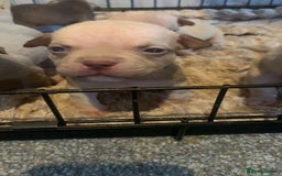 American Bully dogs for sale: Micro Exotic / pocket bully’s  - Image 4