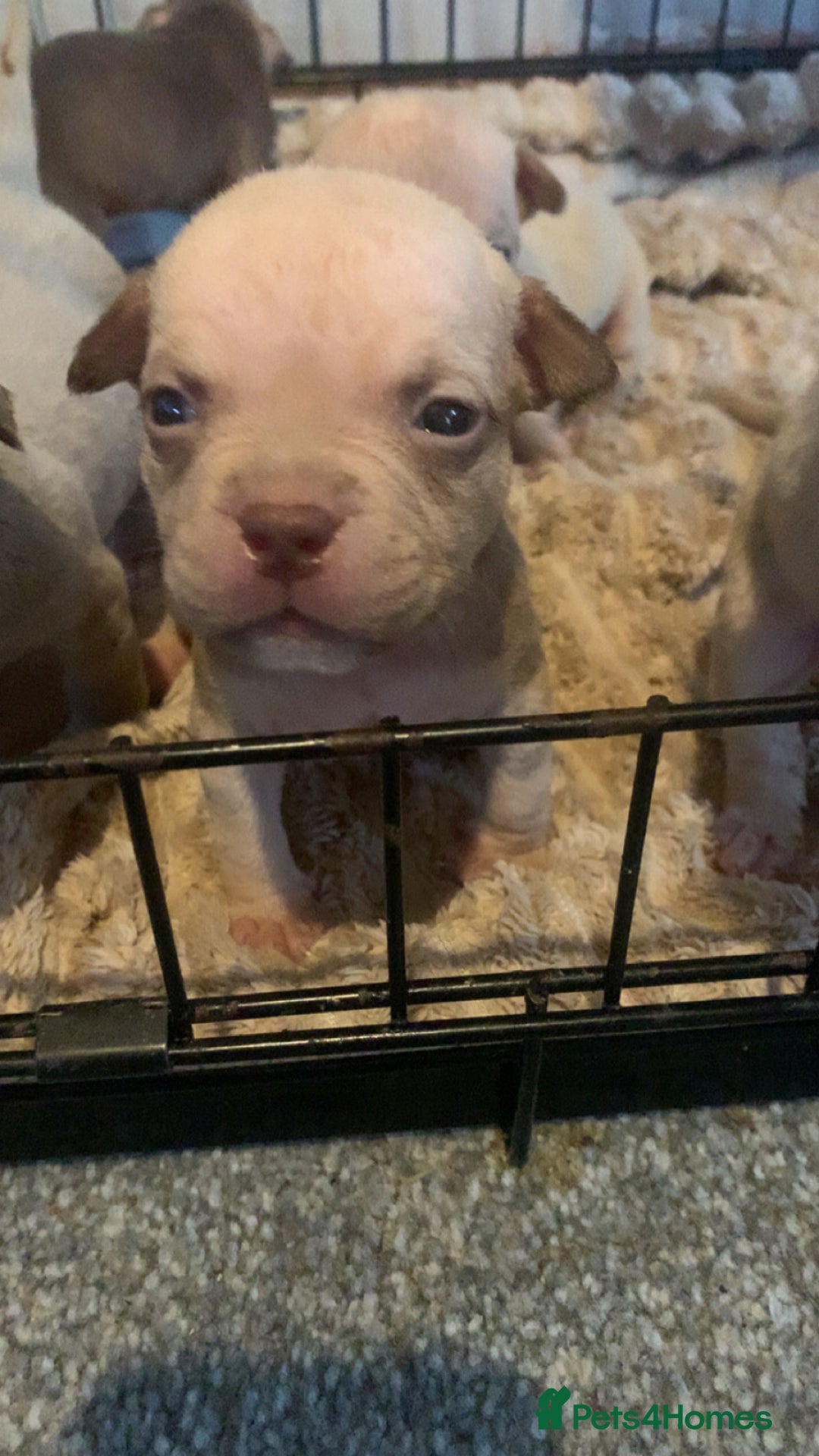 American Bully dogs for sale: Micro Exotic / pocket bully’s  - Image 4