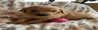Golden Retriever 2