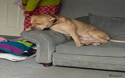 Mixed Breed dogs for sale: ****** (HOME VISIT REQUIRED)!!!! - Image 3