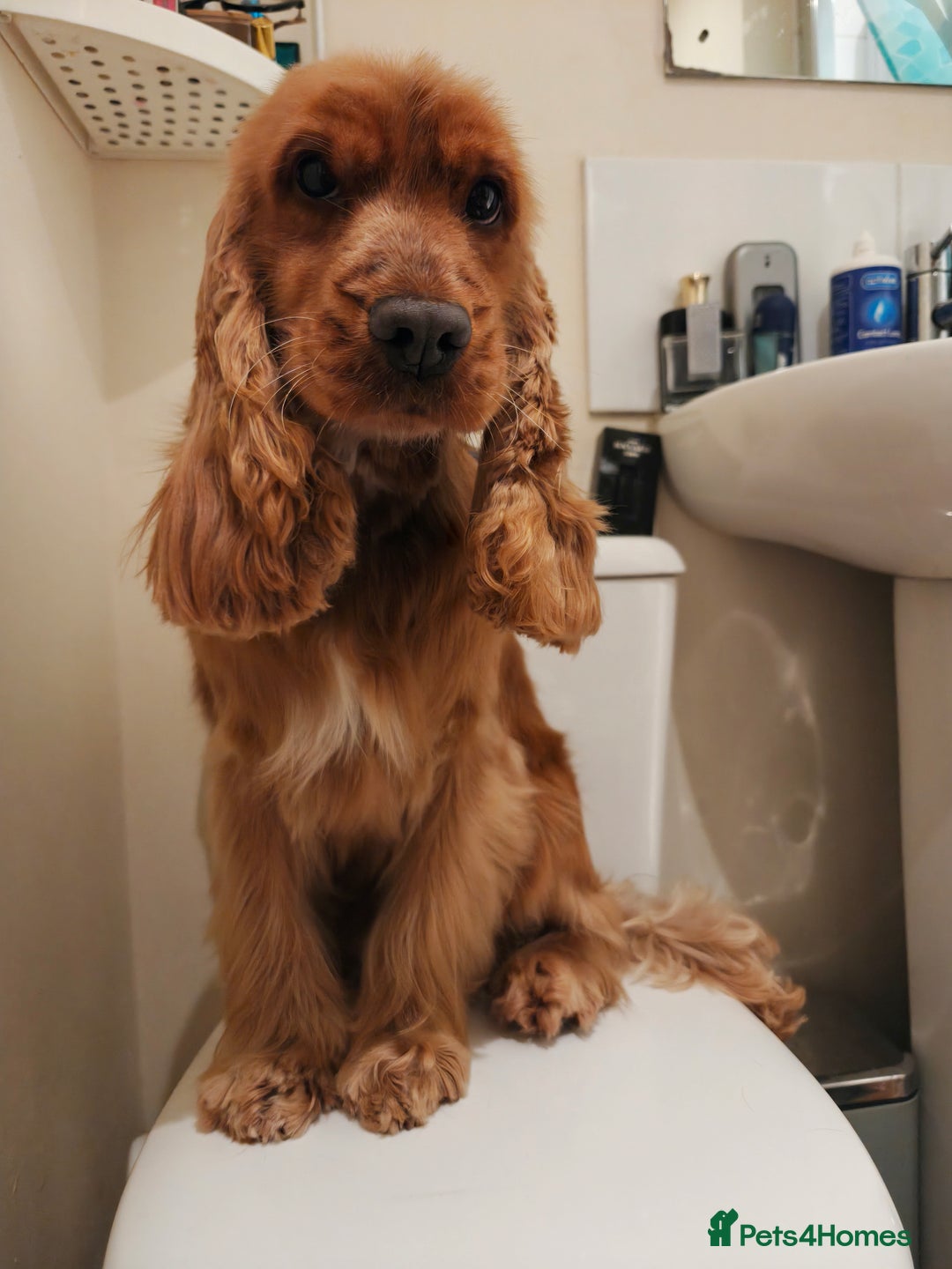 Cocker Spaniel dogs for sale: Two Cocker spaniel dogs. Girl and Boy - Advert 16