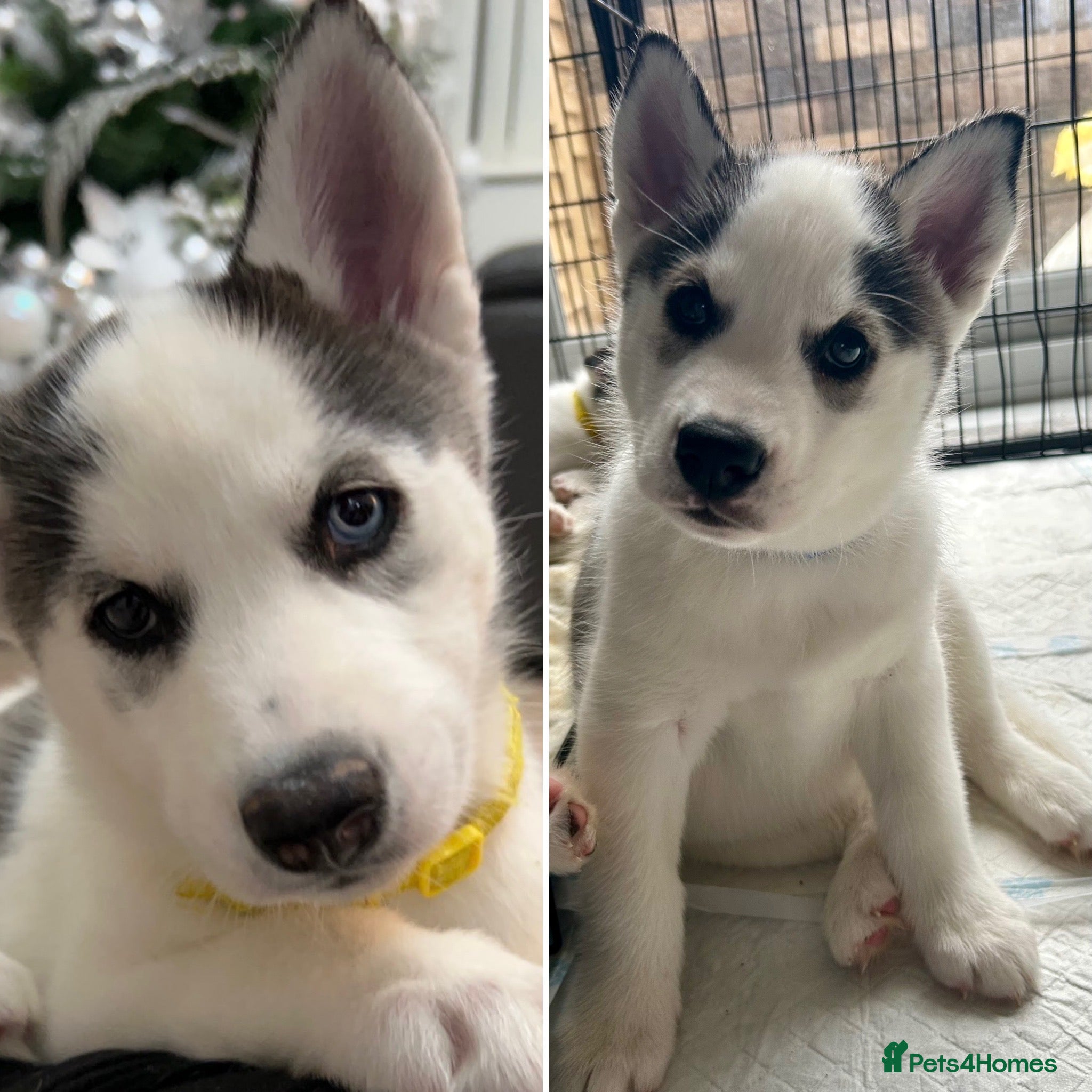 Siberian Husky dogs Available now - Advert 4