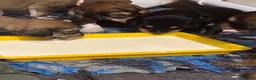Saluki dogs for sale: KC male saluki puppies  - Advert 7