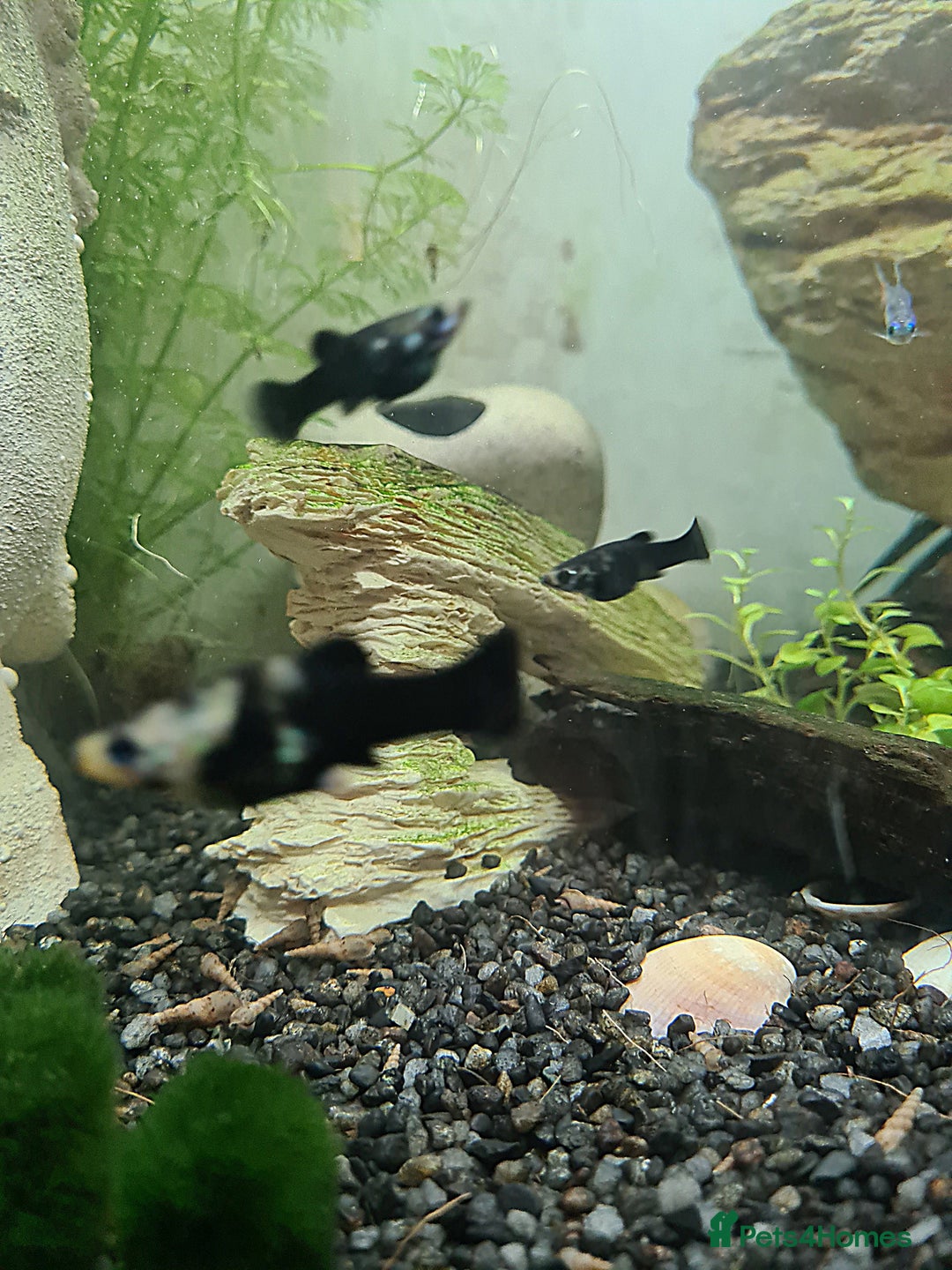 Mollies fish for sale: Baby Mollies - Image 3