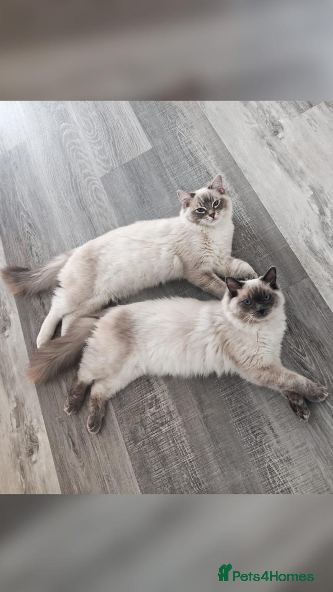 Ragdoll cats for sale: Bonded pair of male ragdolls - Advert 5