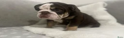 English Bulldog dogs for sale: 🌟 Quality English Bulldog Puppies ⭐️  - Advert 5