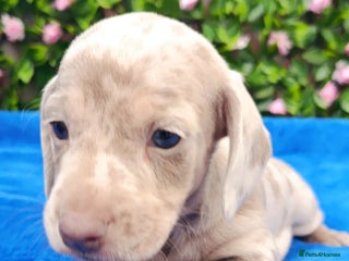 Miniature Dachshund dogs BLUE/ISABELLA KC REG PRA CLEAR MINI DAXI - Advert 3