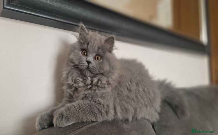 British Longhair cats - Advert 1