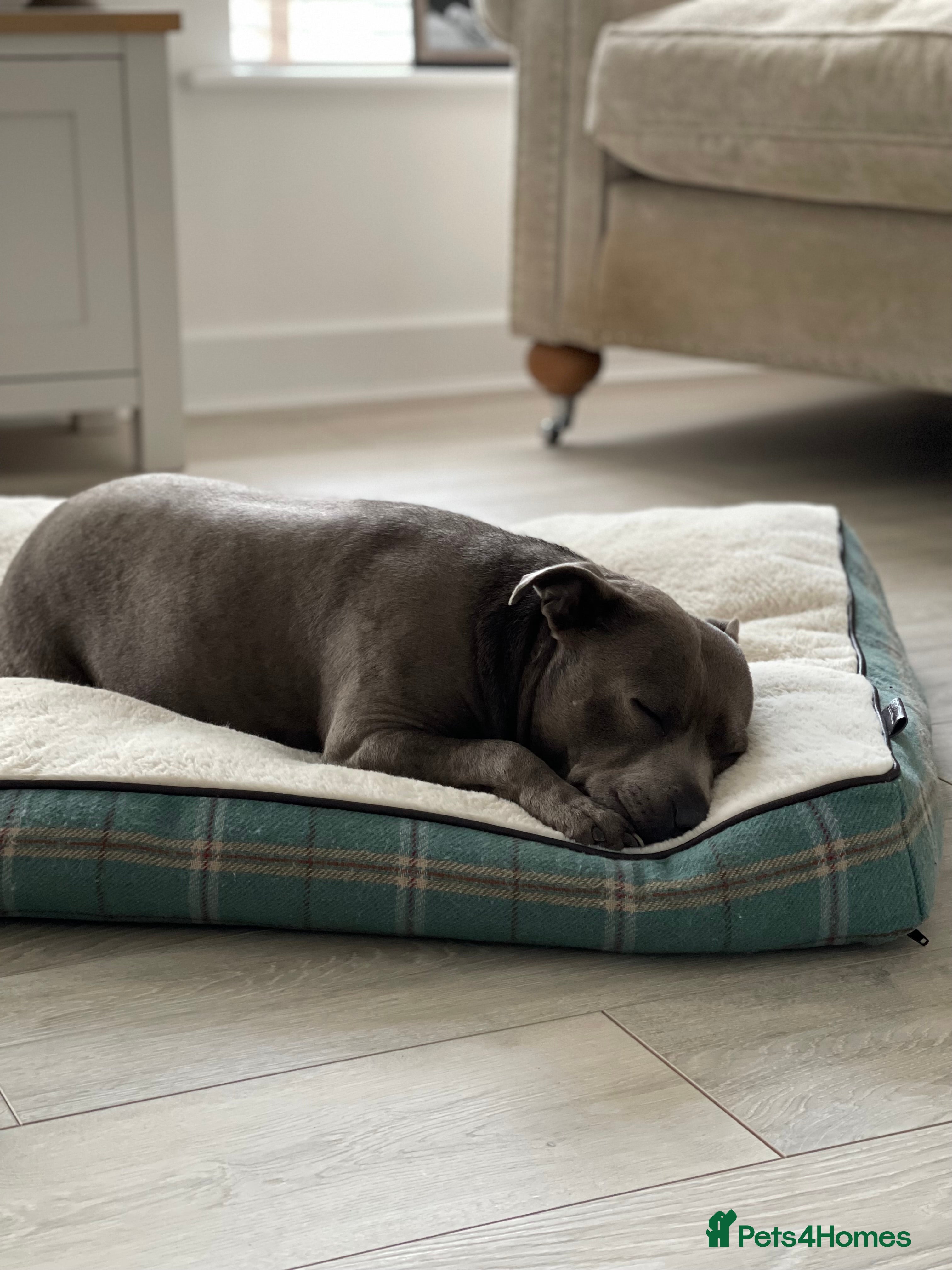 Staffordshire Bull Terrier dogs Skye - Staffordshire bull terrier  - Advert 1