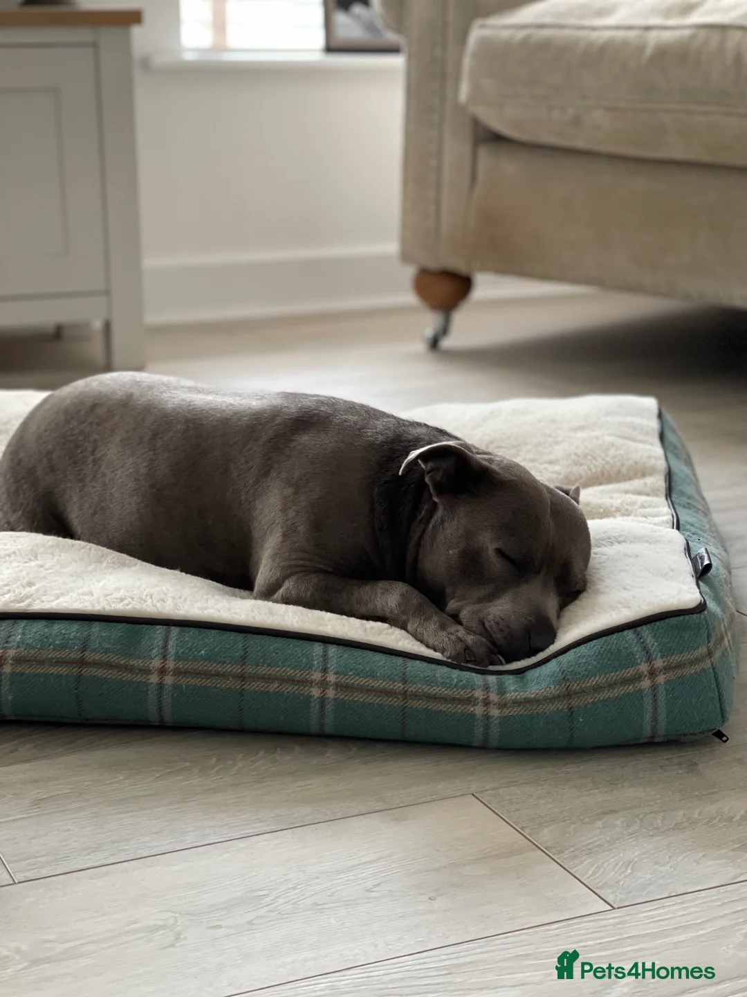 Staffordshire Bull Terrier dogs for sale: Skye - Staffordshire bull terrier  - Advert 1