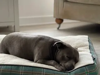 Staffordshire Bull Terrier dogs Skye - Staffordshire bull terrier - Advert 1