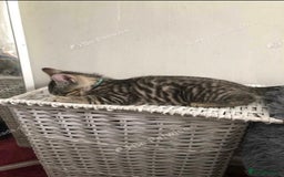 Mixed Breed cats for sale: Beautiful kitty  - Image 3